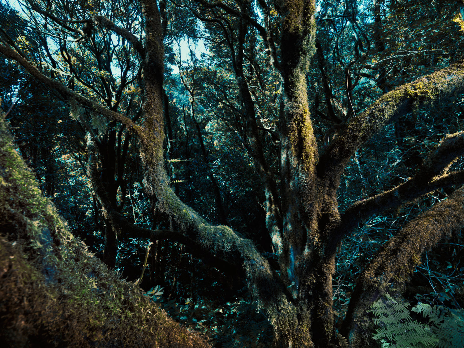 Jenny Cremer - Anke Luckmann – Trees - Work