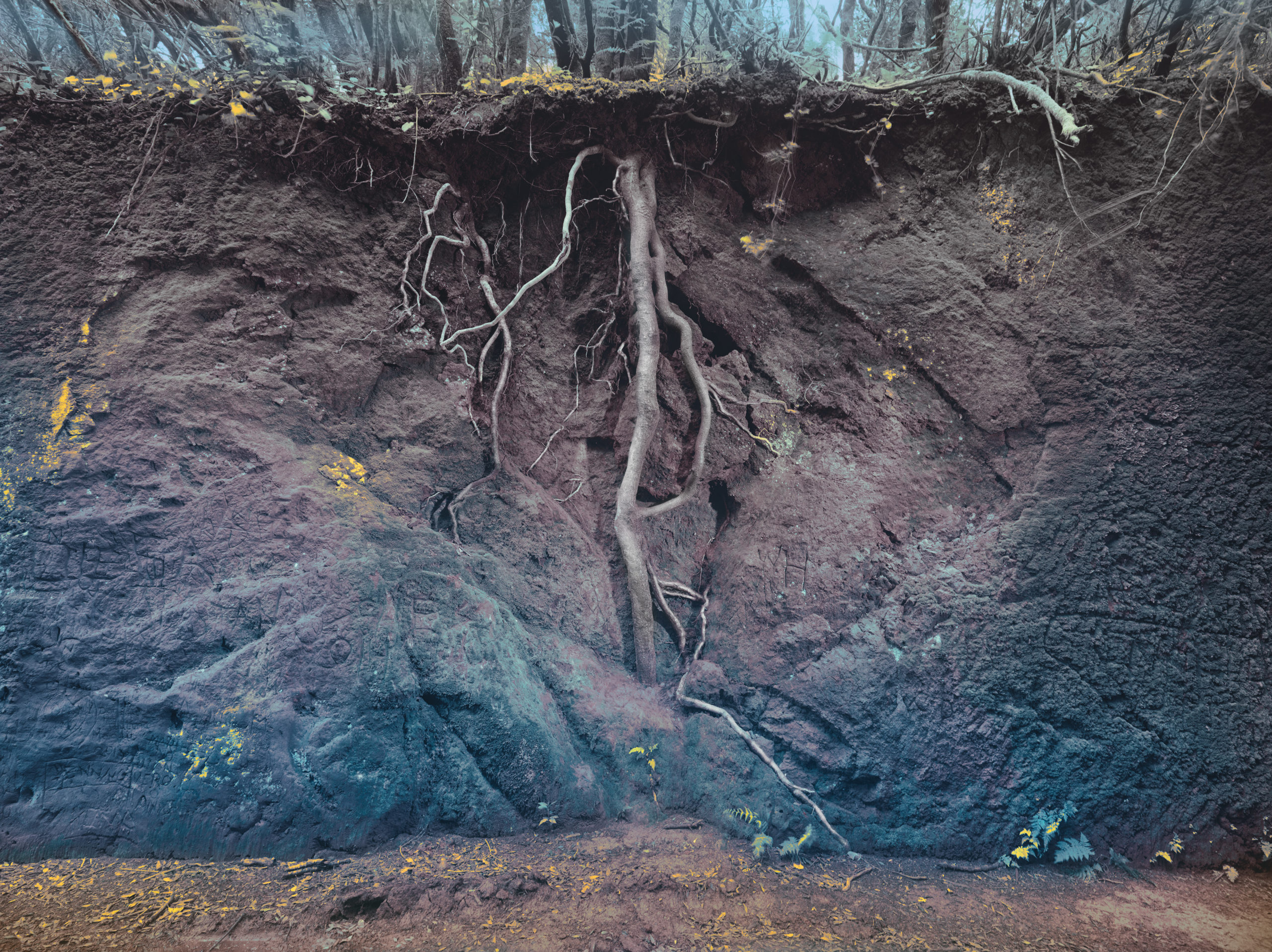 Jenny Cremer - Anke Luckmann – Trees