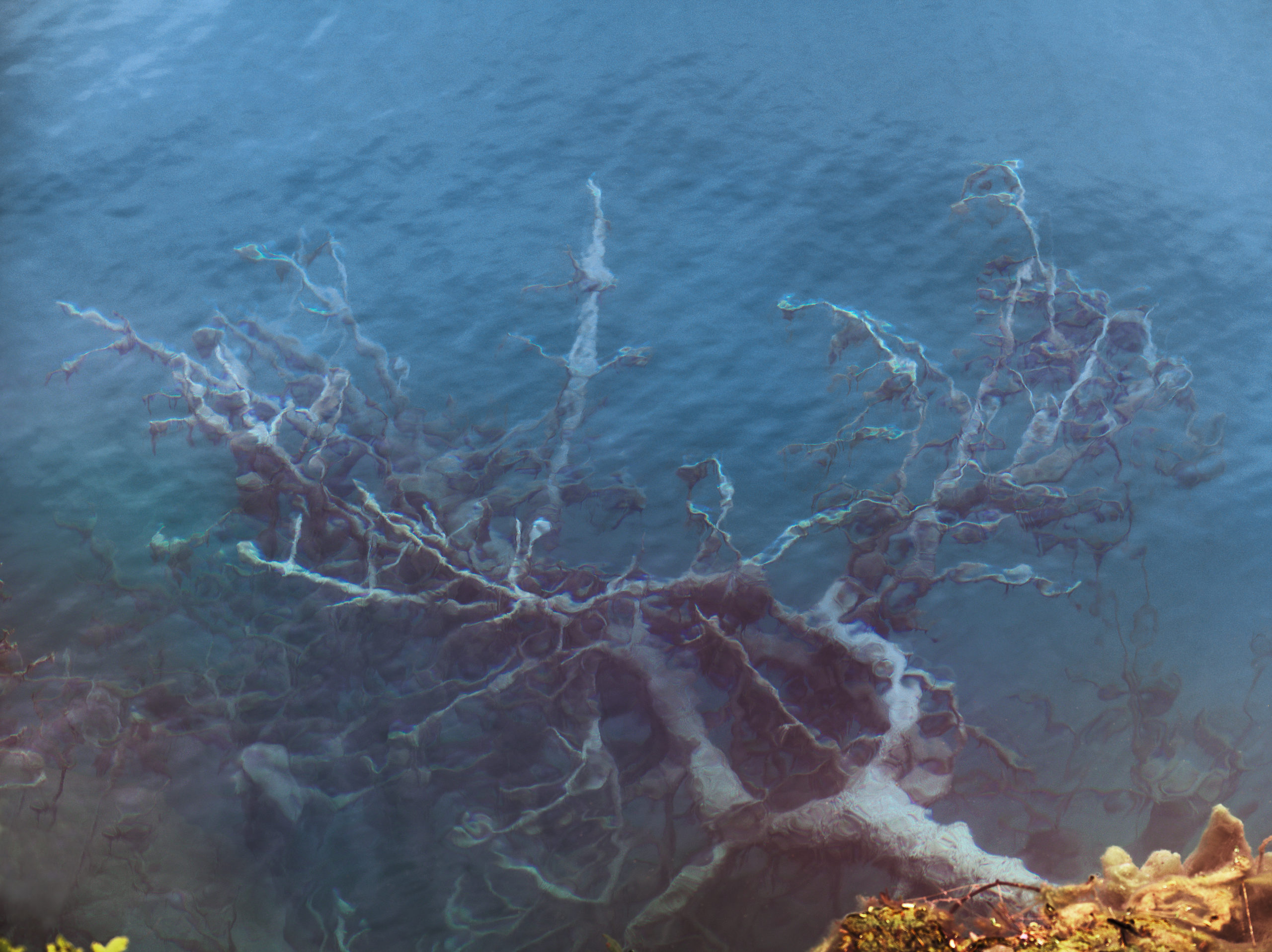 Jenny Cremer - Anke Luckmann – Trees