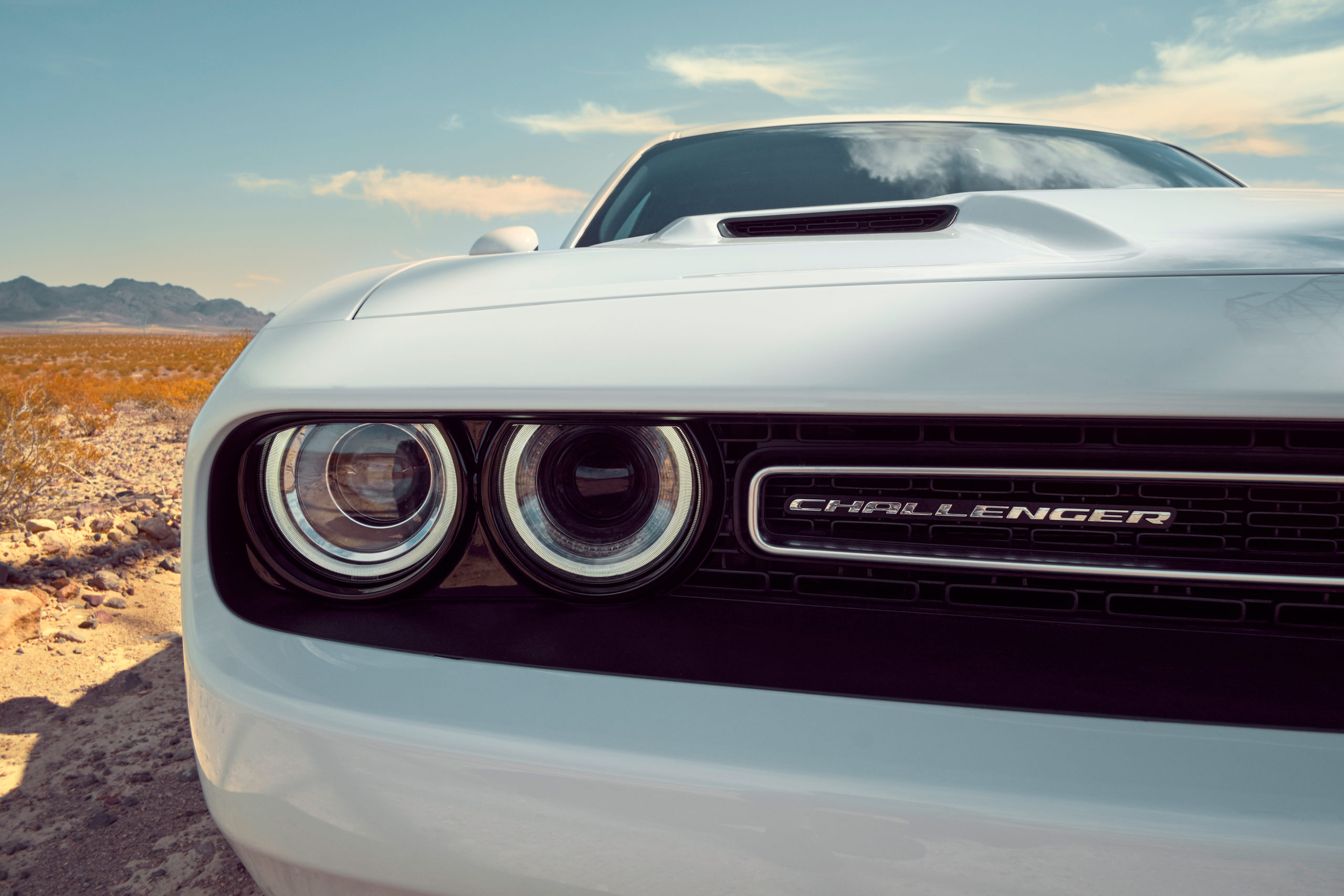 Jenny Cremer - Eik Hentschke – Desert Cat