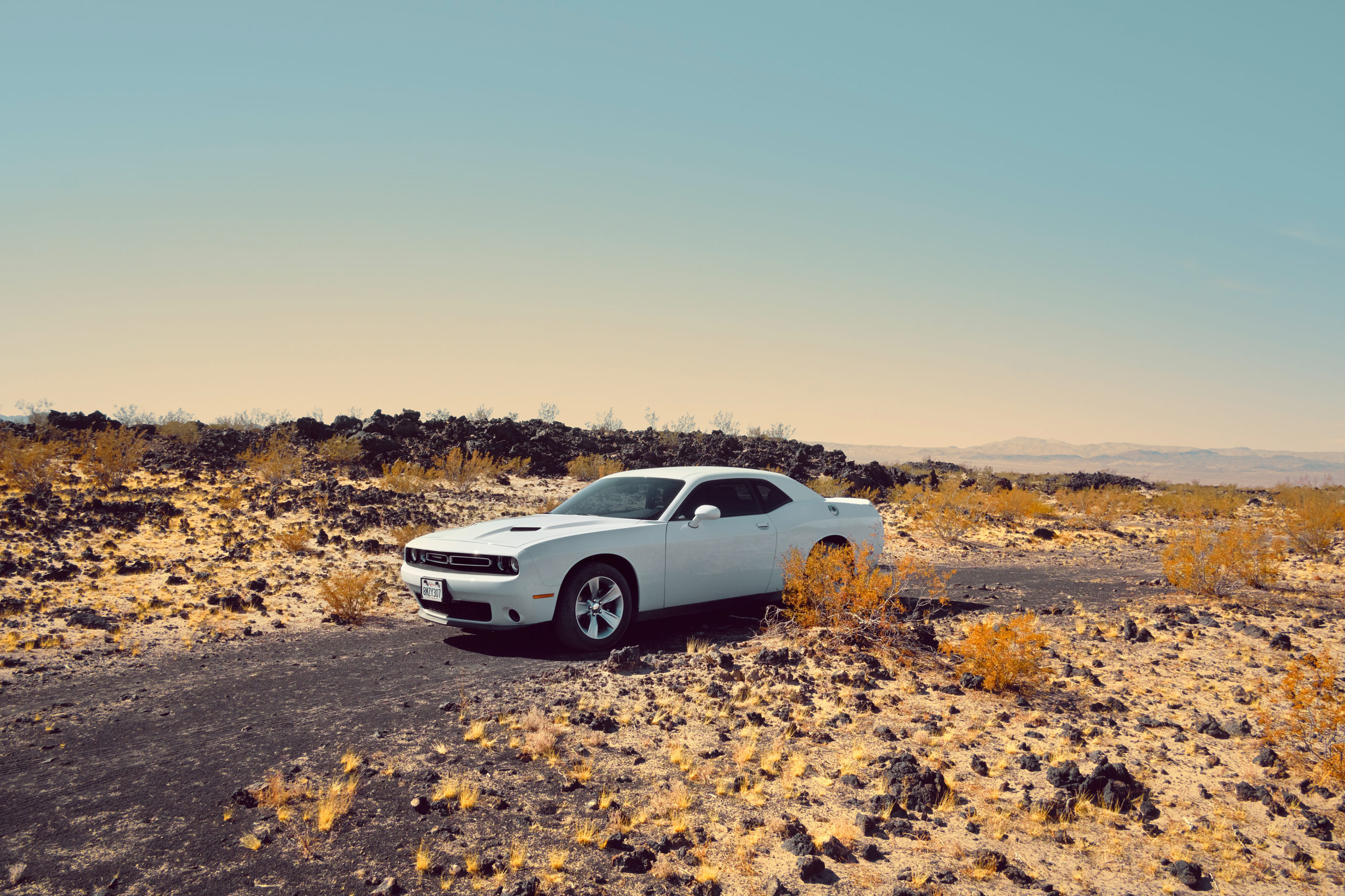 Jenny Cremer - Eik Hentschke – Desert Cat