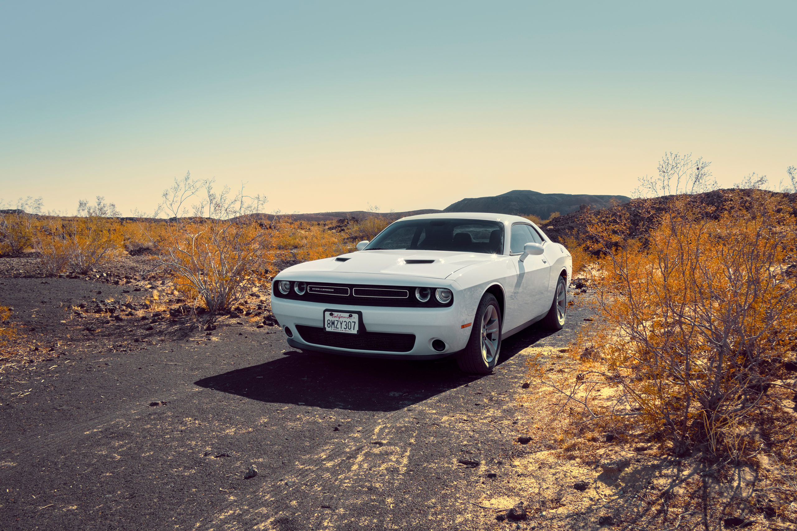 Jenny Cremer - Eik Hentschke – Desert Cat