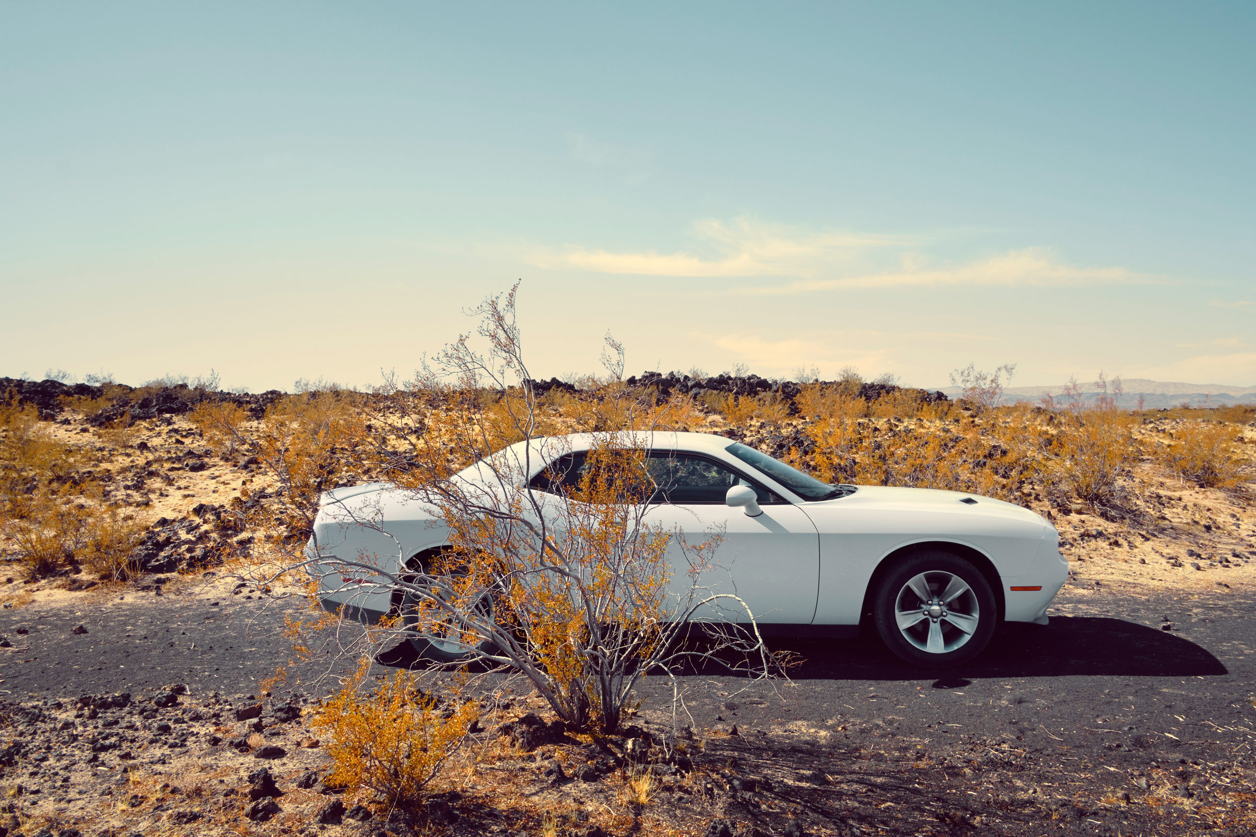 Jenny Cremer - Eik Hentschke – Desert Cat