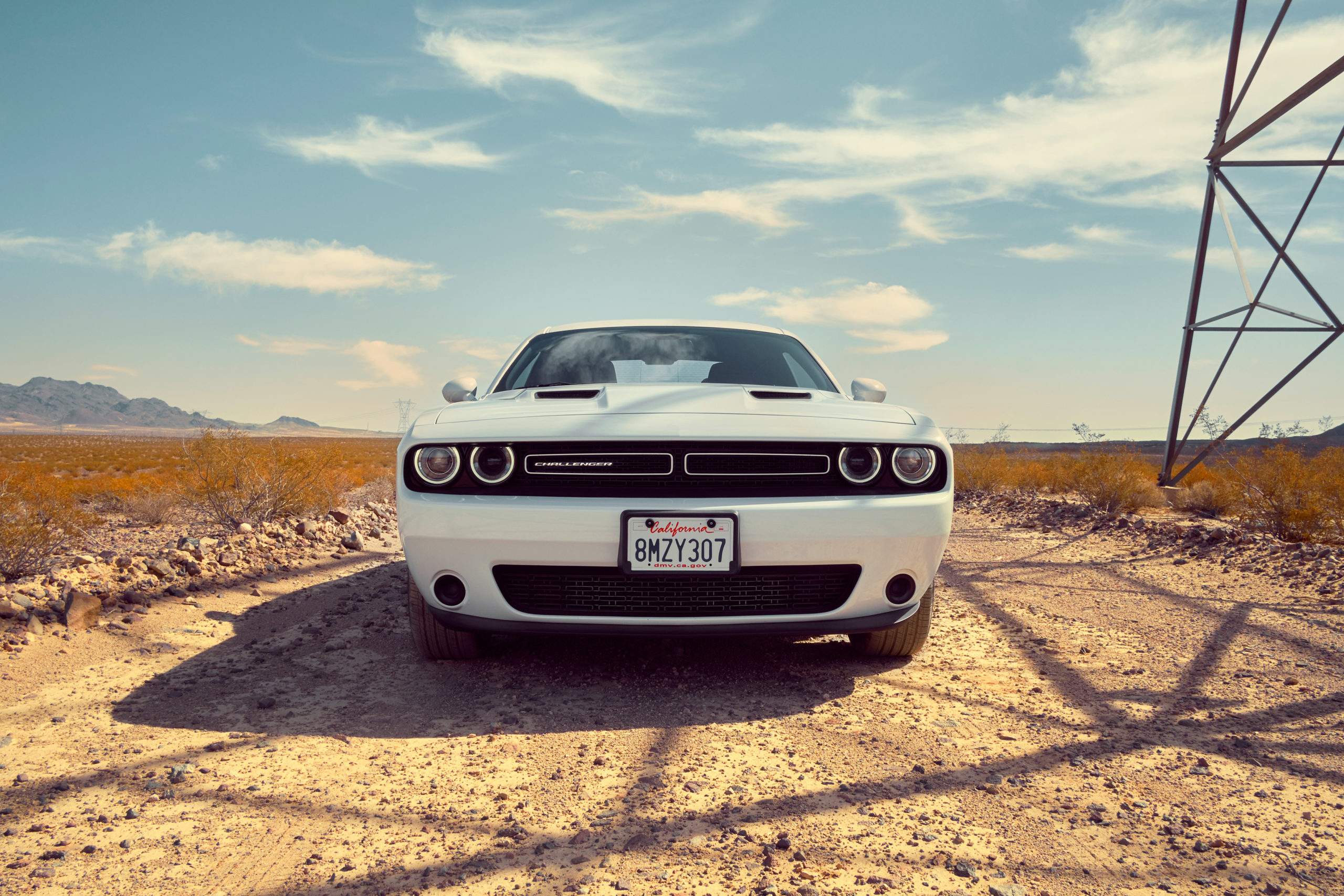 Jenny Cremer - Eik Hentschke – Desert Cat