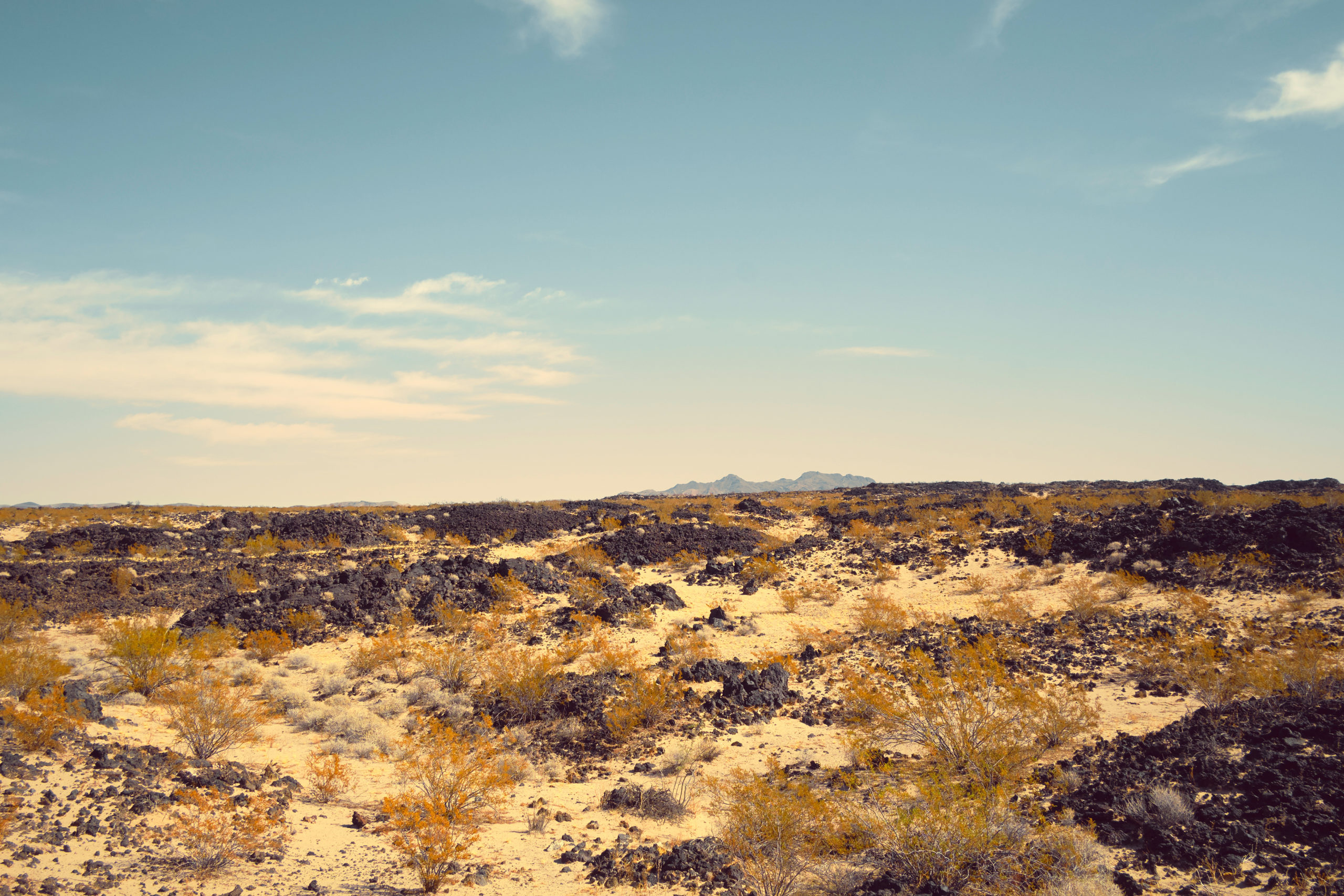 Jenny Cremer - Eik Hentschke – Desert Cat