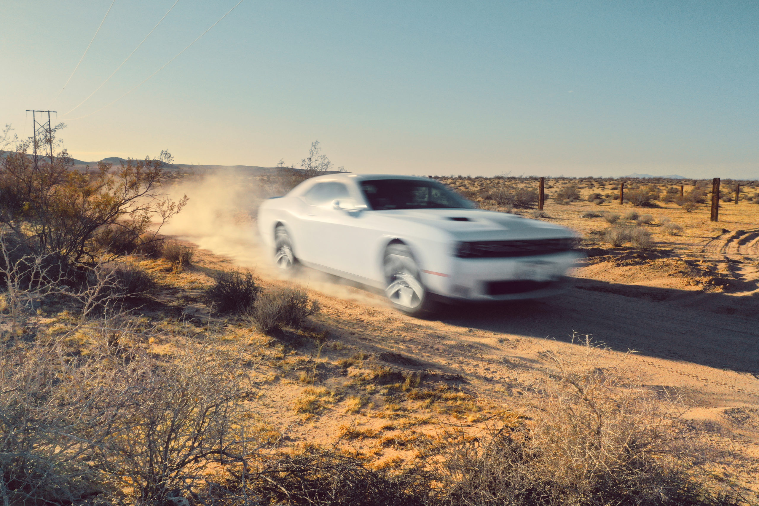 Jenny Cremer - Eik Hentschke – Desert Cat