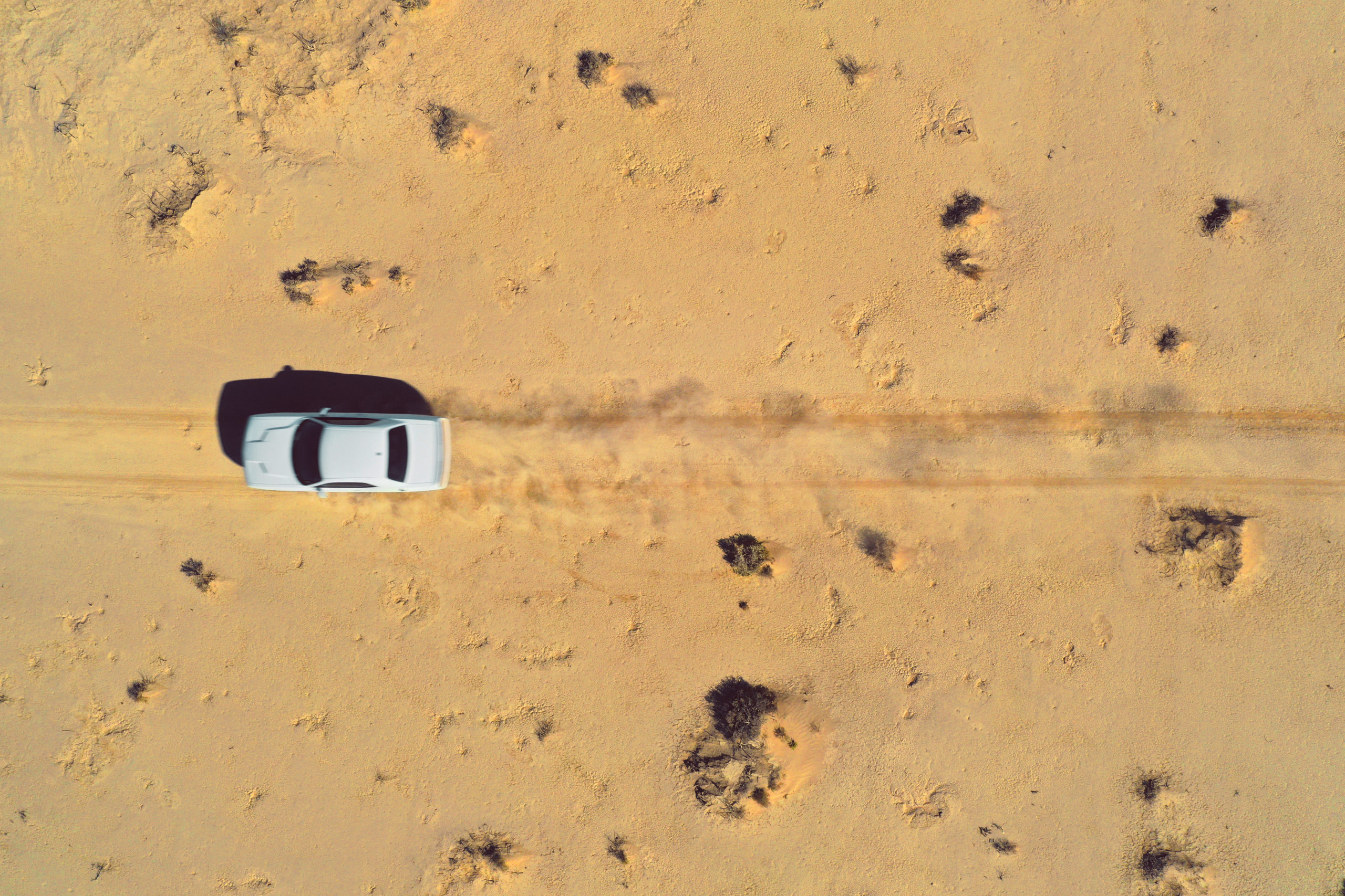 Jenny Cremer - Eik Hentschke – Desert Cat