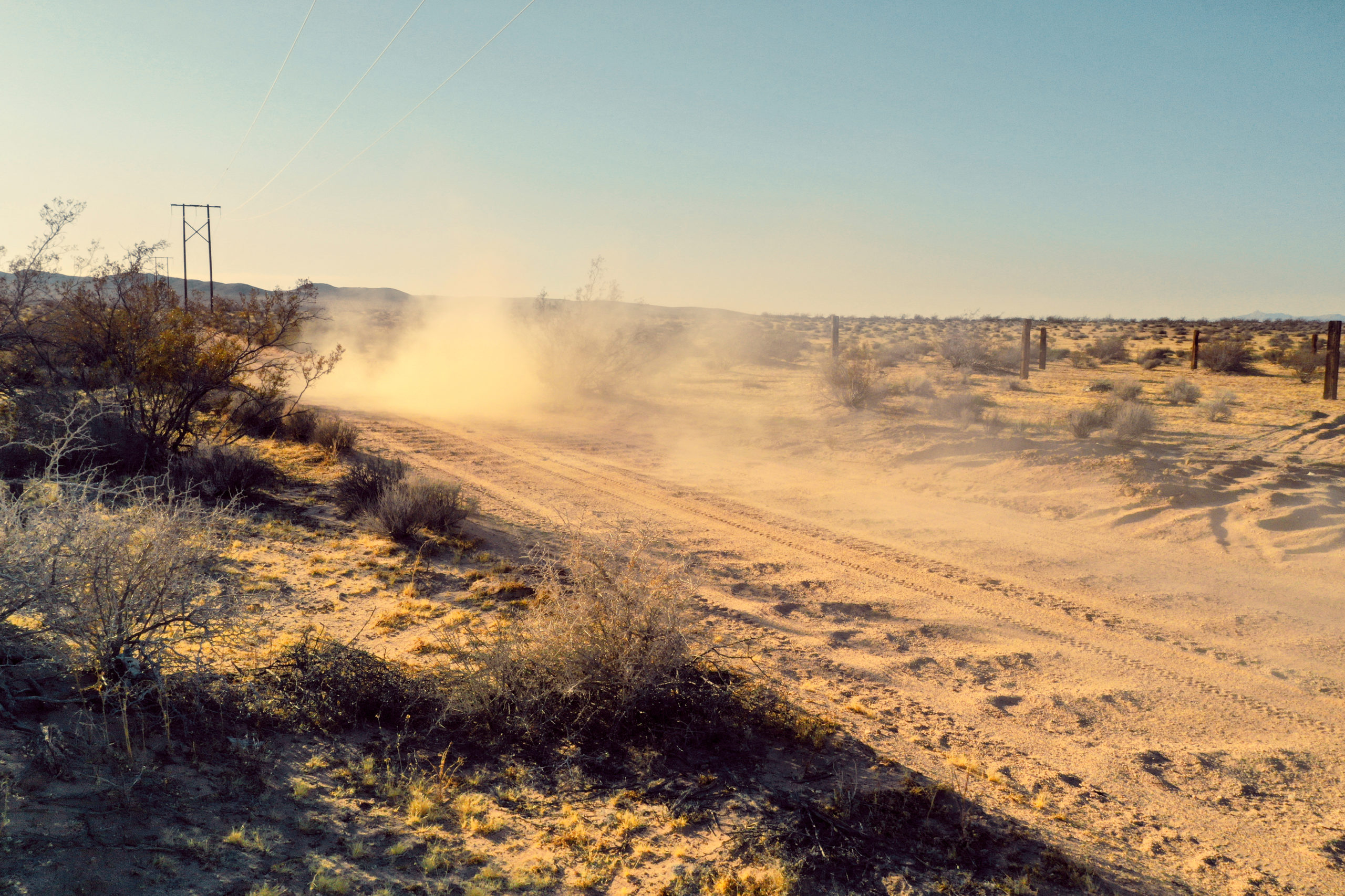 Jenny Cremer - Eik Hentschke – Desert Cat