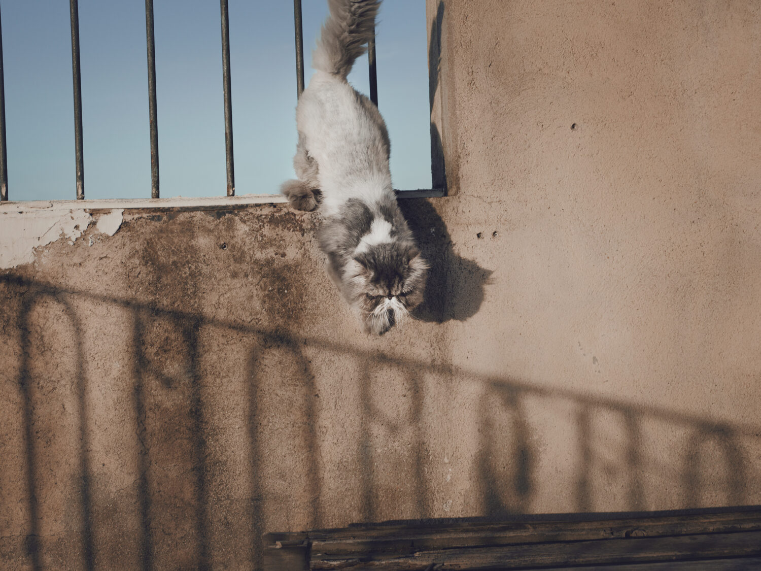 Jenny Cremer - Anke Luckmann – Alfredo - Work